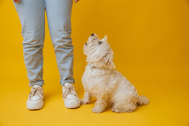 West highland white terrier die zich naast de voeten van het meisje op gele achtergrond bevindt