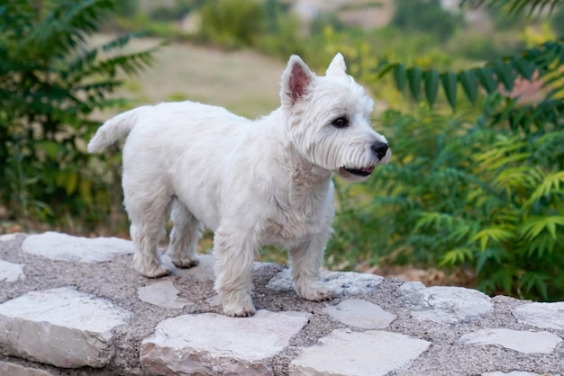 West Highland White Terrier Dog Breed walking on wall park garden outdoor