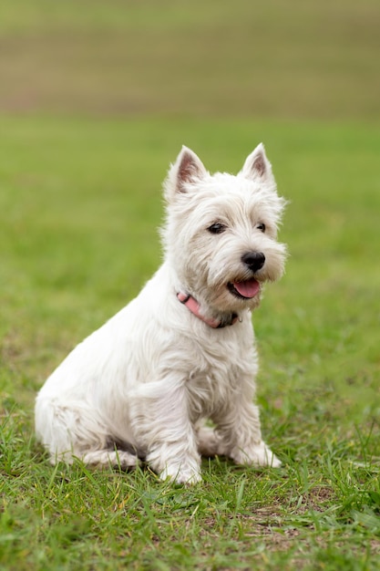 芝生の上のウエストハイランドホワイトテリア犬