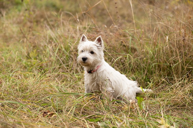 West Highland White Terrier dog on the grass