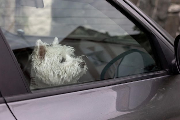 ウエスト・ハイランド・ホワイト・テリア犬が車に座って旅行を待っている