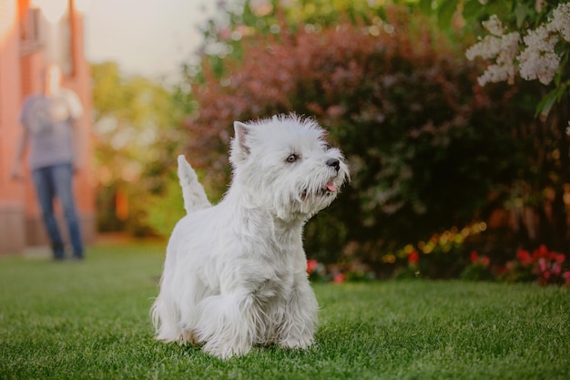 A west highland white terrier dog is standing in the grass.