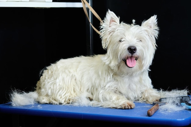 A West Highland White Terrier dog lies on a table during trimming