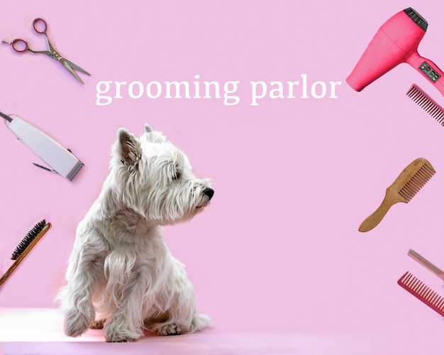 West Highland White Terrier dog on pink background surrounded by grooming tools with space for text