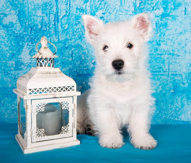 Фото Собака белого терьера с фонарным свечистом на синем фоне