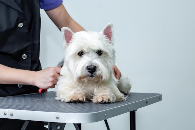 a West Highland White Terrier dog sits on a grooming table while being combed with a comb