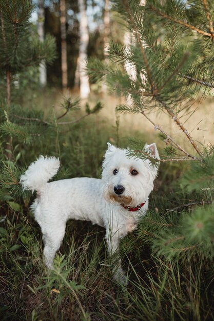 森の中に立っているウエストハイランドホワイトテリア犬