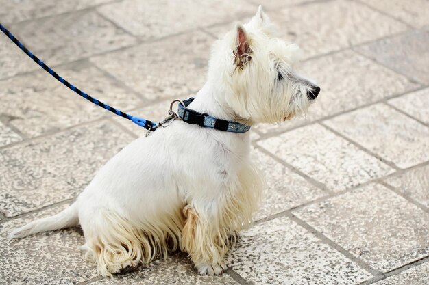 Foto cane terrier bianco dell'altopiano occidentale