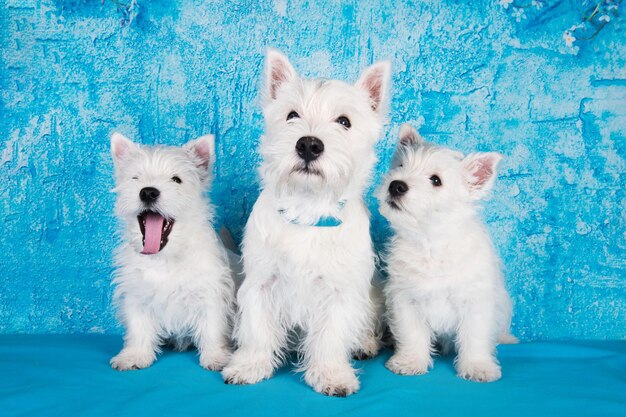 Foto cani terrier bianchi delle highlands occidentali cuccioli famiglia su sfondo blu