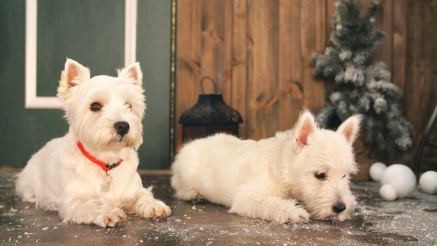 West highland white terrier dogs waiting for Christmas