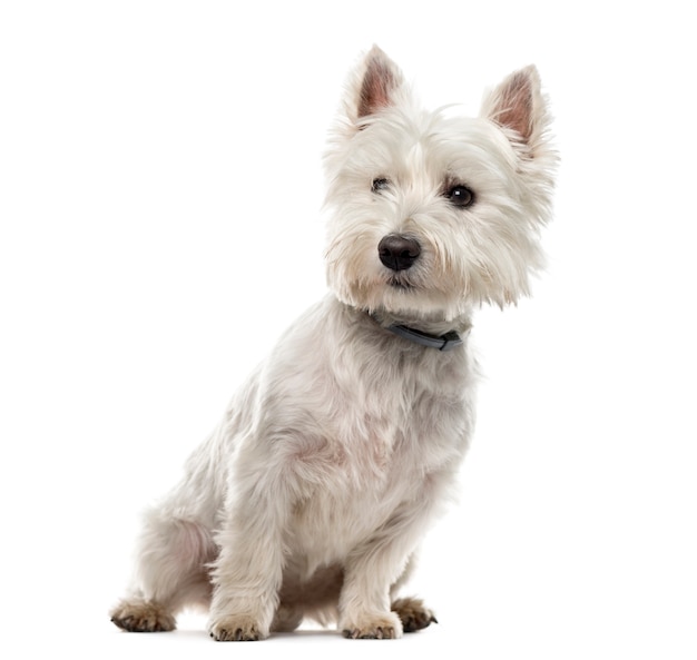 West Highland White Terrier in front of a white wall