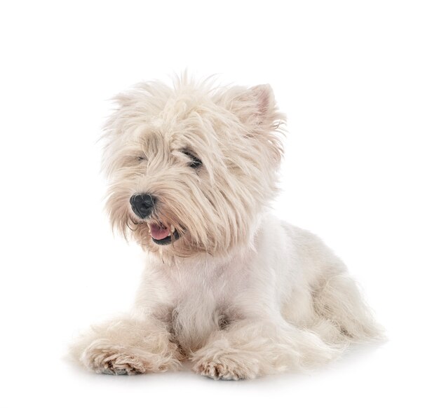 West Highland White Terrier in front 