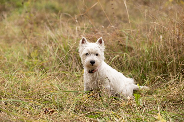 West Highland White Terrier hond op het gras