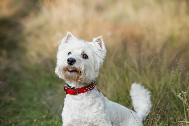 West highland white terrier hond staande in het veld