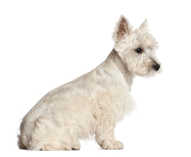 West Highland White Terrier puppy, 6 months old, sitting against white background