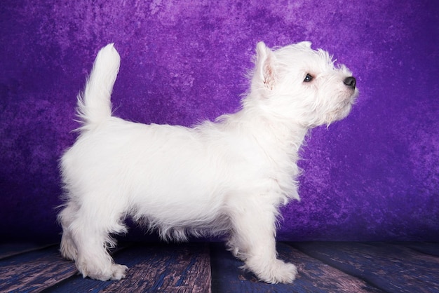写真 紫の背景に立っているウェストハイランドホワイトテリア犬犬