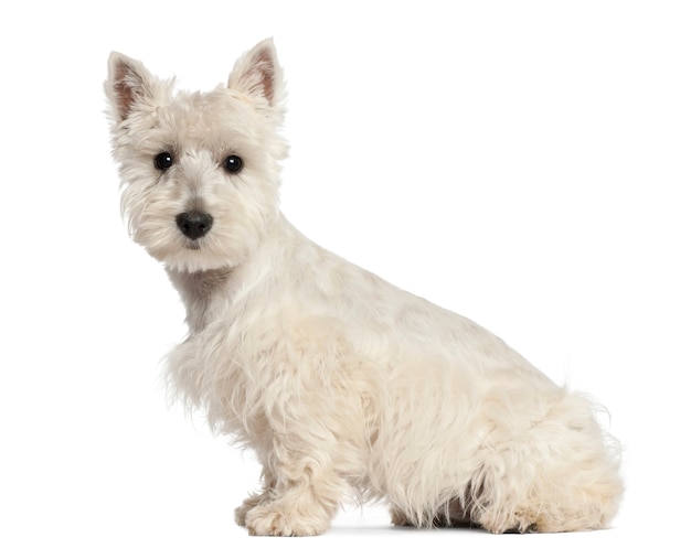 West Highland White Terrier puppy sitting against white background