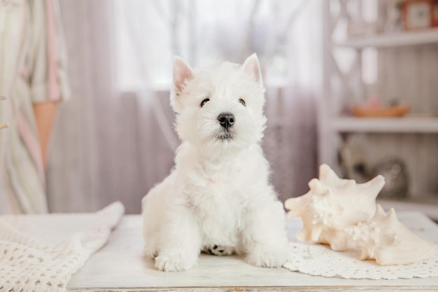 A west highland white terrier sits on a table with a seashell on the table.