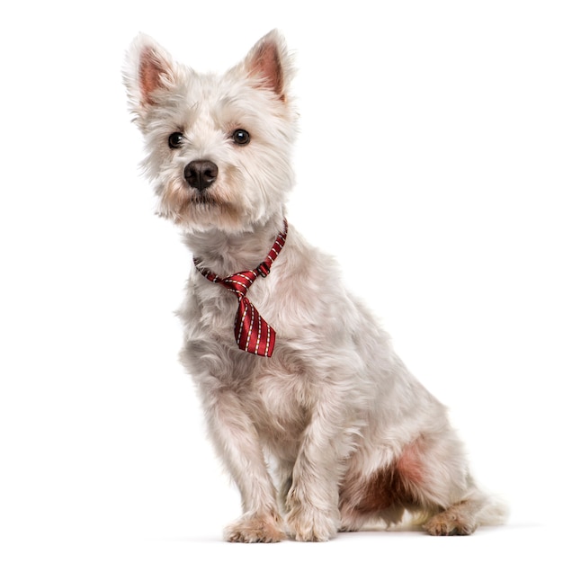 West Highland White Terrier sitting in front of white background