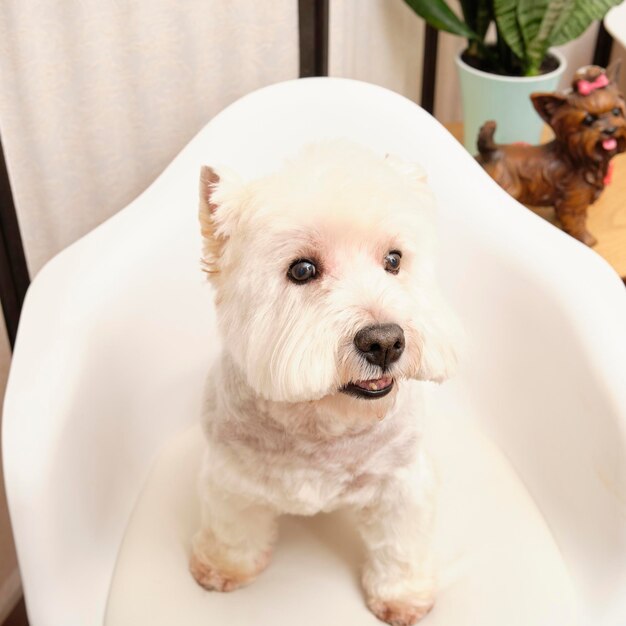 West Highland White Terrier sitting on a white chair