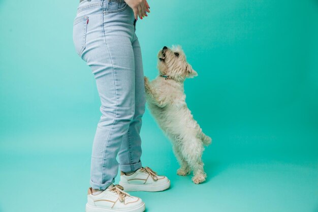 West highland white terrier standing next to the feet of a girl on a blue background