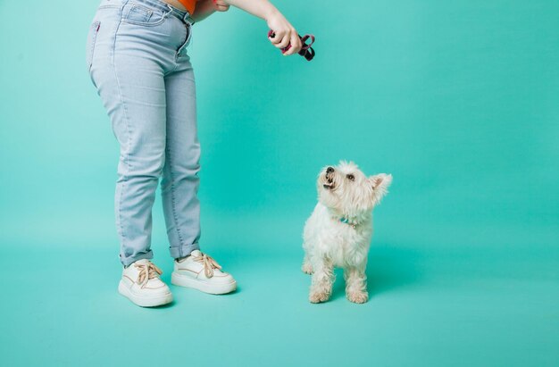 Photo west highland white terrier standing next to the feet of a girl on a blue background