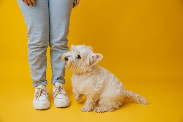 West highland white terrier standing next to girl's feet on yellow background