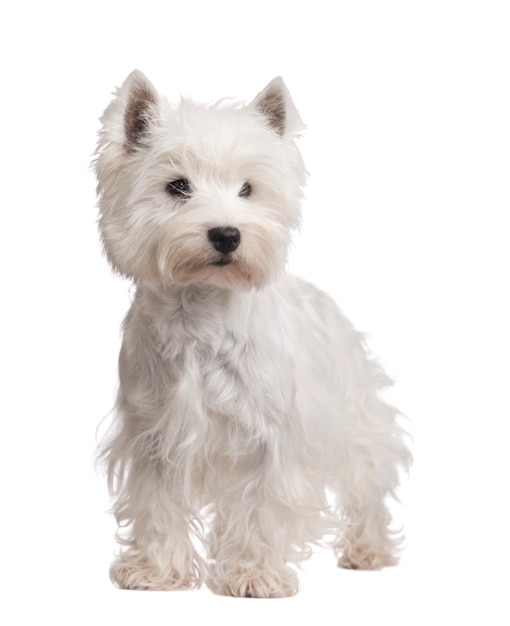 West Highland White Terrier with 3 years.