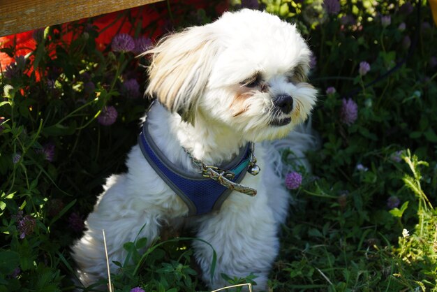 West highland white terrier with a leash on the grass litlle dog outside