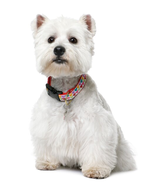 Photo west highland white terrier  yeard  sitting.