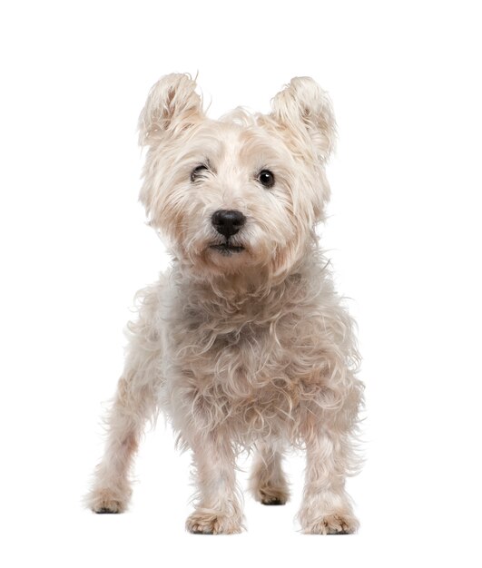 West Highland White Terrier