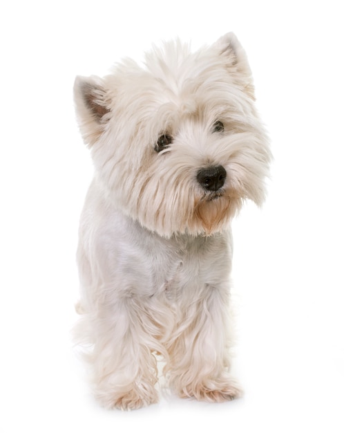 west highland white terrier