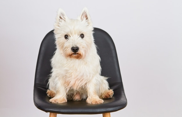 Il terrier bianco di west hiland si siede sull'attesa del seggiolone