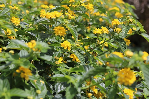 西インドランタナ、黄色のカラフルなランタナカマラ。花の自然な背景の壁紙