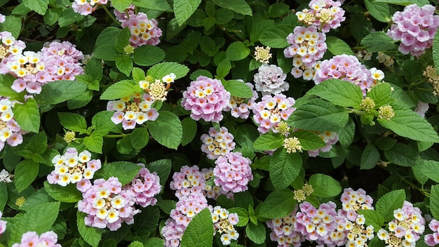 West-Indische Lantana-bloemen