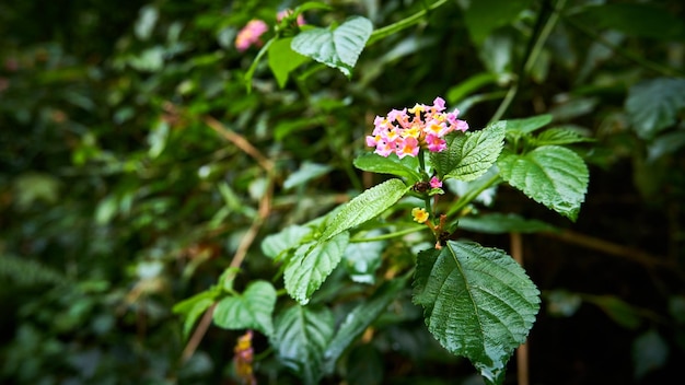 West-Indische Lantana Plant Verbena Bloem die vers in de bergen groeit