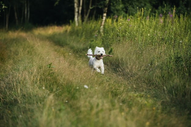 West terrier dog running on the field with stick in summer