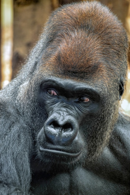 Westelijke Laaglandgorilla (Gorilla gorilla gorilla)