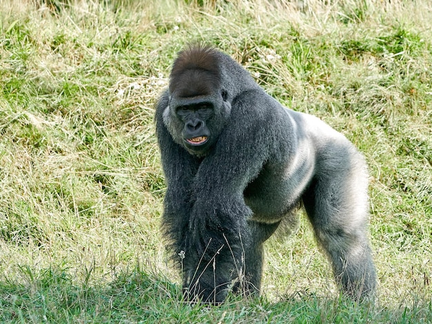 Foto westelijke laaglandgorilla gorilla gorilla gorilla