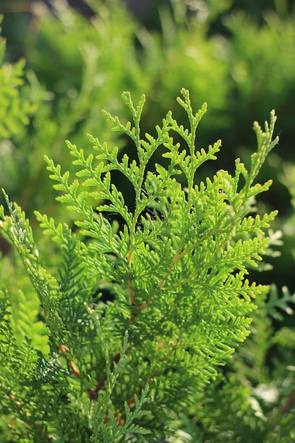 Westelijke thuja-boom in het bos