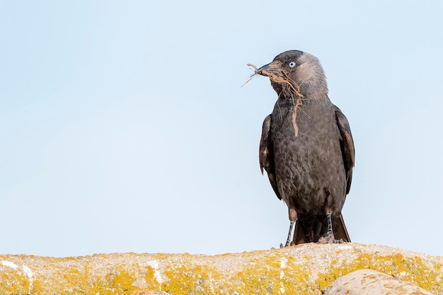 Westerkauwen Euraziatische kauw de Europese kauw of de kauw Coloeus monedula Spanje