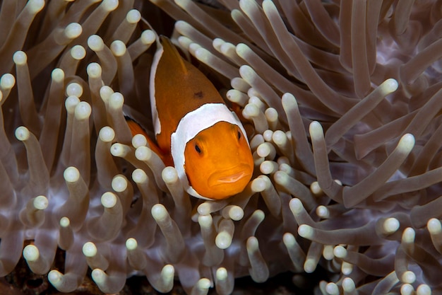 Западная рыба-анемон - Amphiprion ocellaris, живущая в актинии. Морская жизнь Бали, Индонезия.