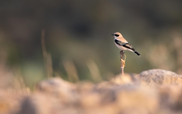 Foto monachella dalle orecchie nere occidentale (oenante hispanica)