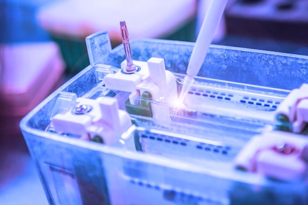 Western blot analysis or protein analysis