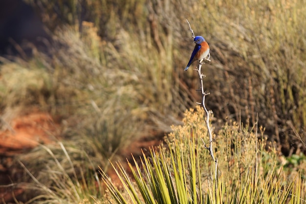 Western Bluebird Perching on Yucca Plant