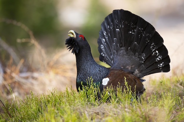 Western capercaillie lekking on grass in autumn nature