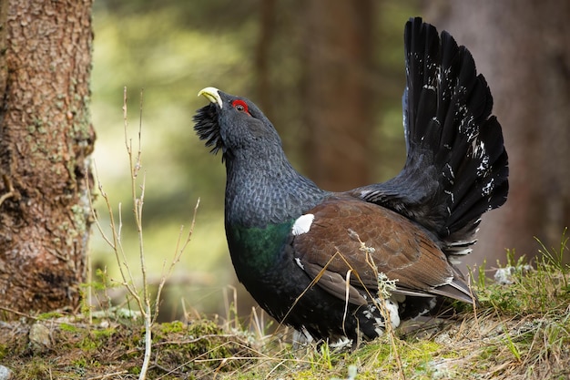 사진 가 자연의 숲에서 서부 capercaillie lekking