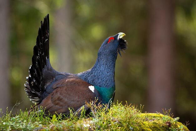 Western capercaillie male strutting in forest on a moss covered ground