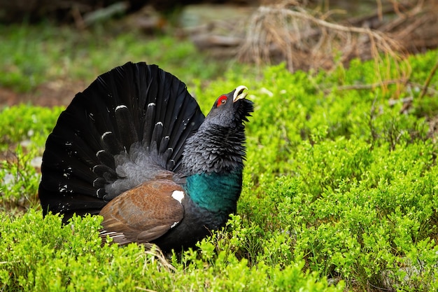 Western capercaillie showing off in the forest