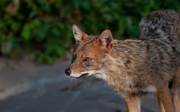 Western Coyote poseren op een zomerse dag